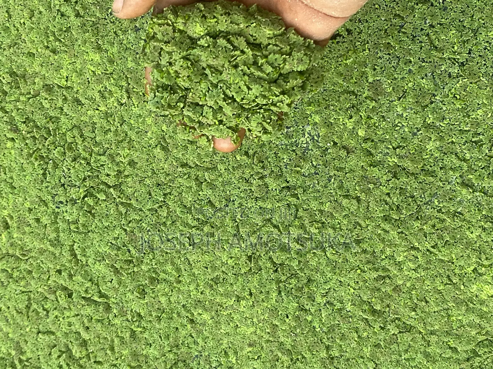 Azolla and Duckweed