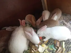 Chichilla Palomino Havanah New Zealand White Checkered G