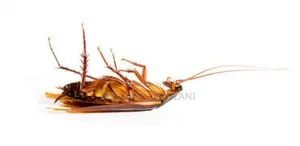 General Fumigation Services
