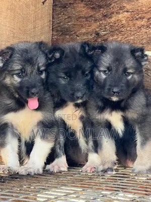 1-3 months Female Purebred Caucasian Shepherd