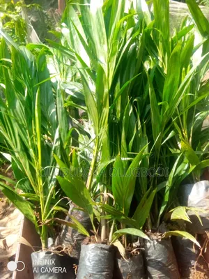 Tenera Oil Palm Seedlings