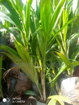 Tenera Oil Palm Seedlings