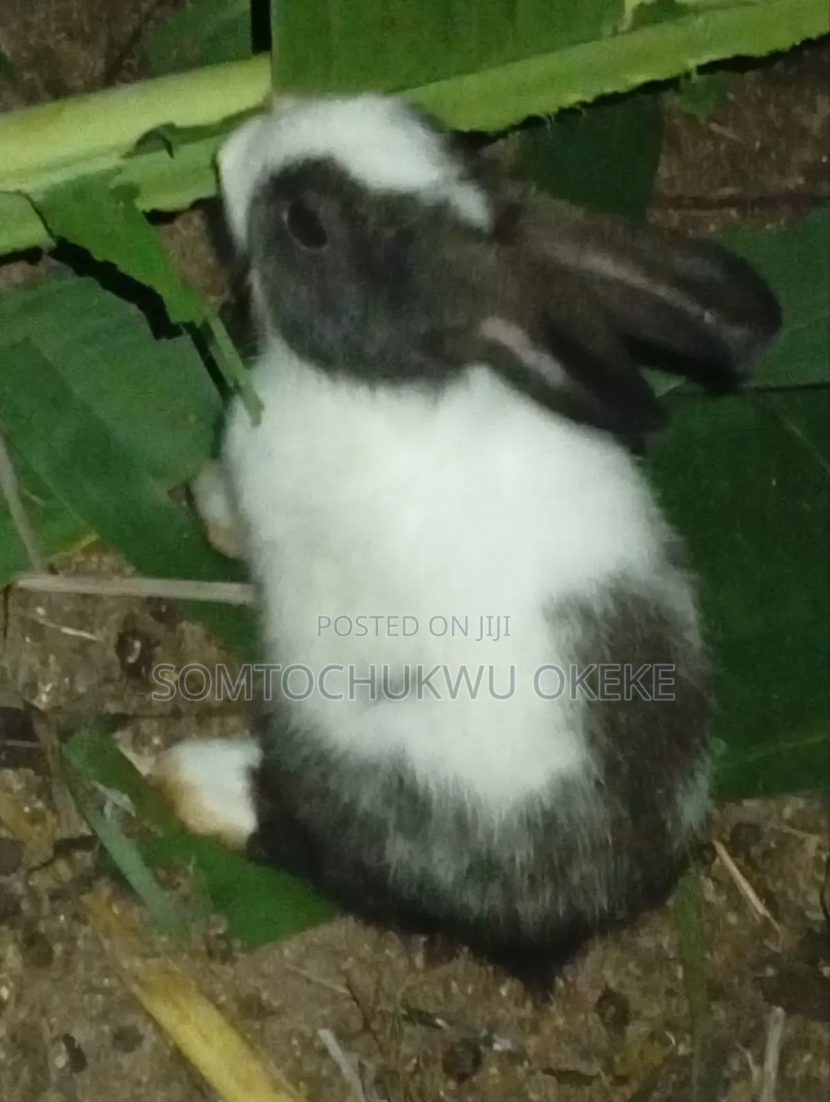Rabbit For Sell