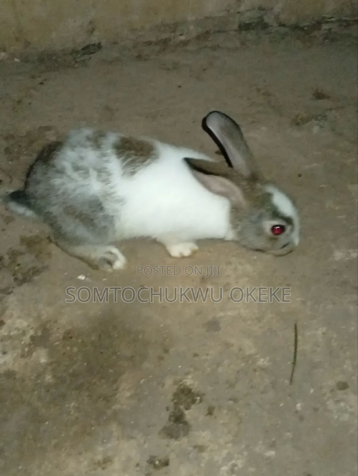 Rabbit For Sell