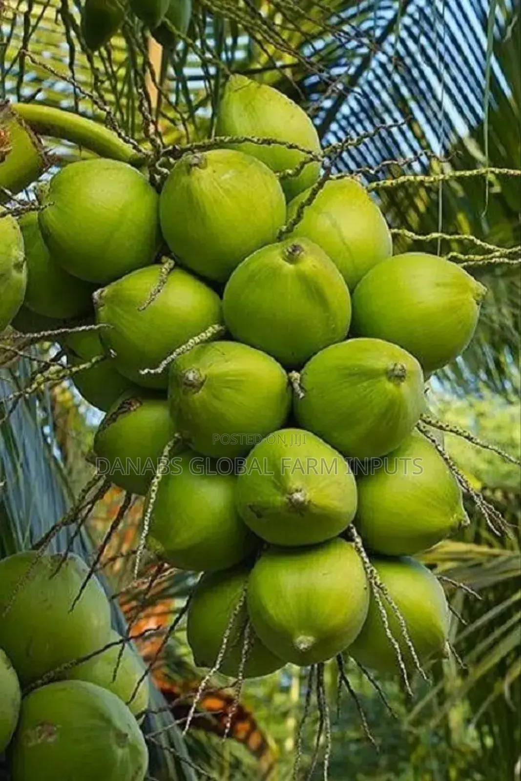 Coconut Seedlings