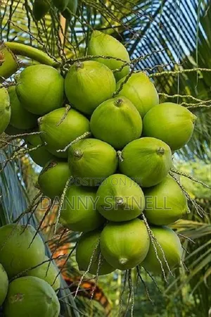 Coconut Seedlings
