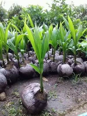 Coconut Seedlings