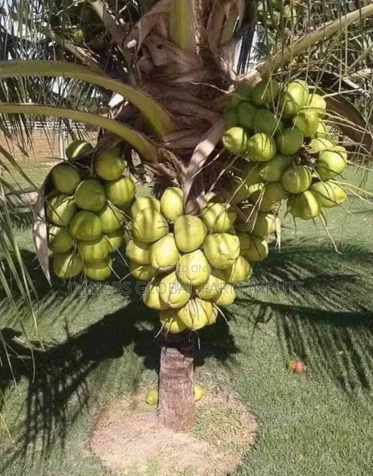 Coconut Seedlings