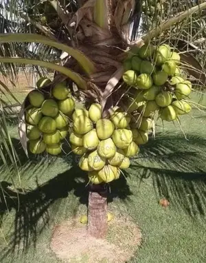 Coconut Seedlings