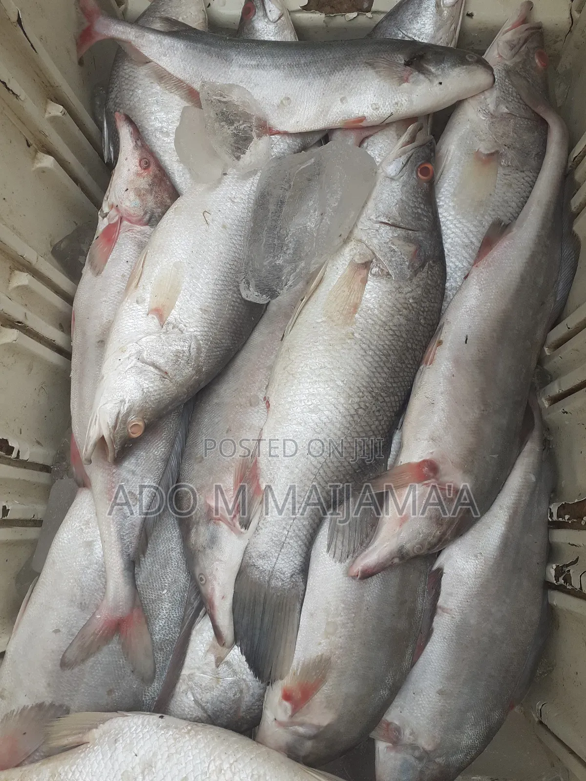River Tilapia & Seafood
