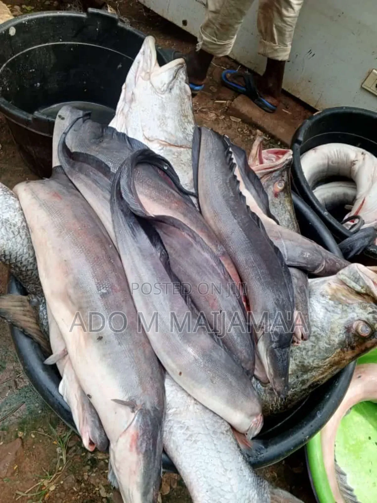 River Tilapia & Seafood