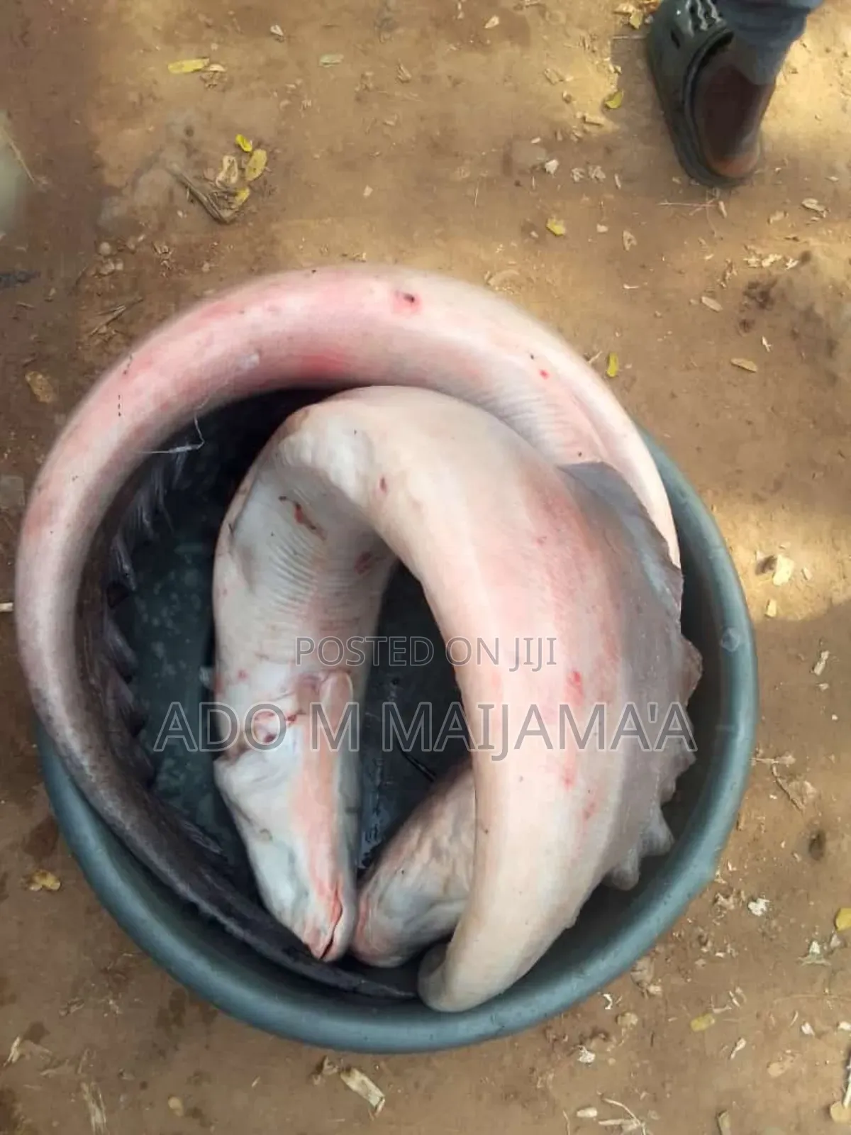 River Tilapia & Seafood