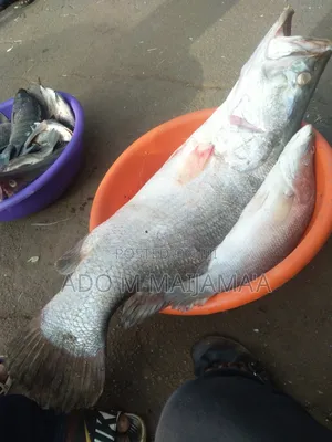 River Tilapia & Seafood