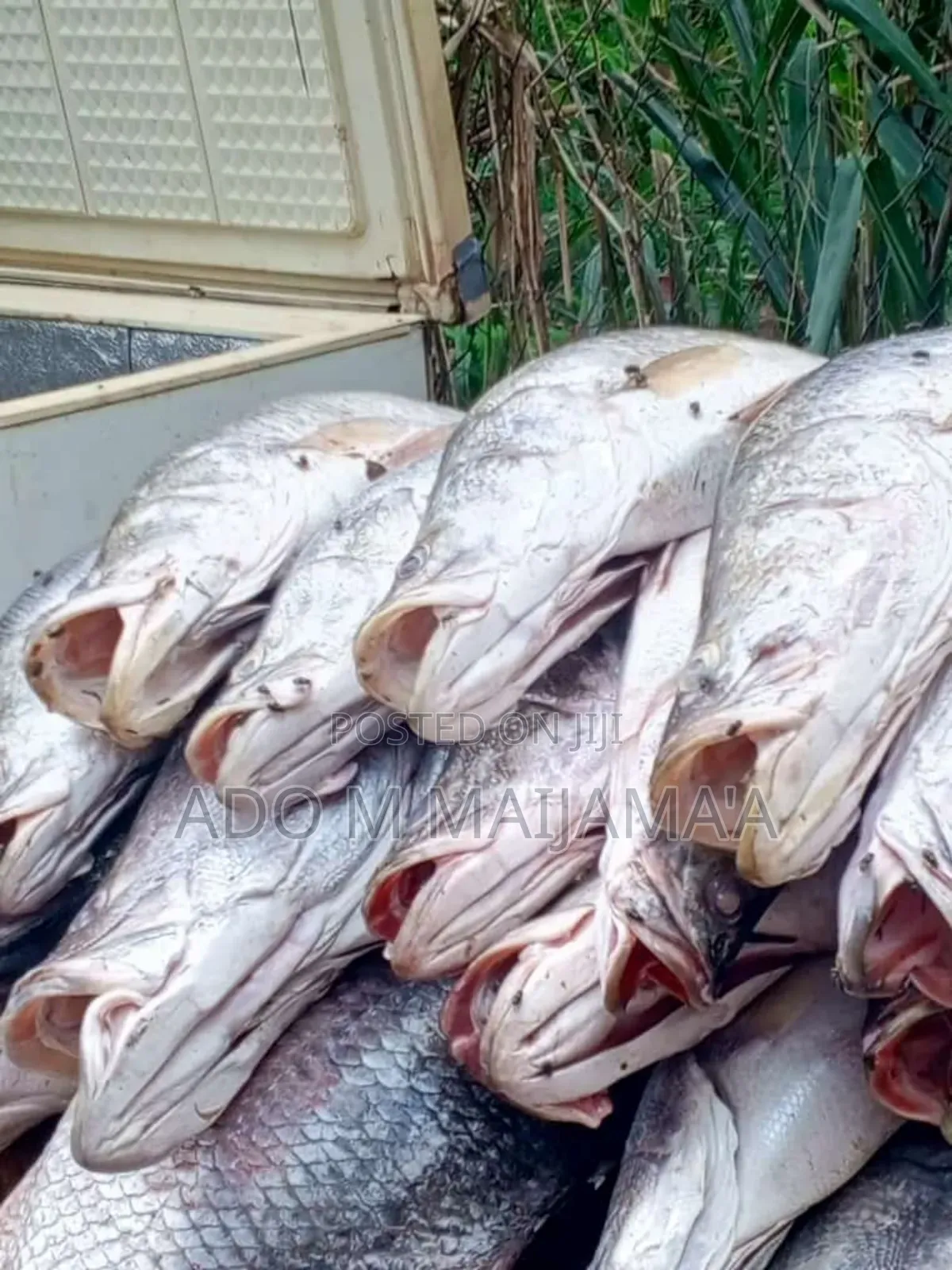 River Tilapia & Seafood