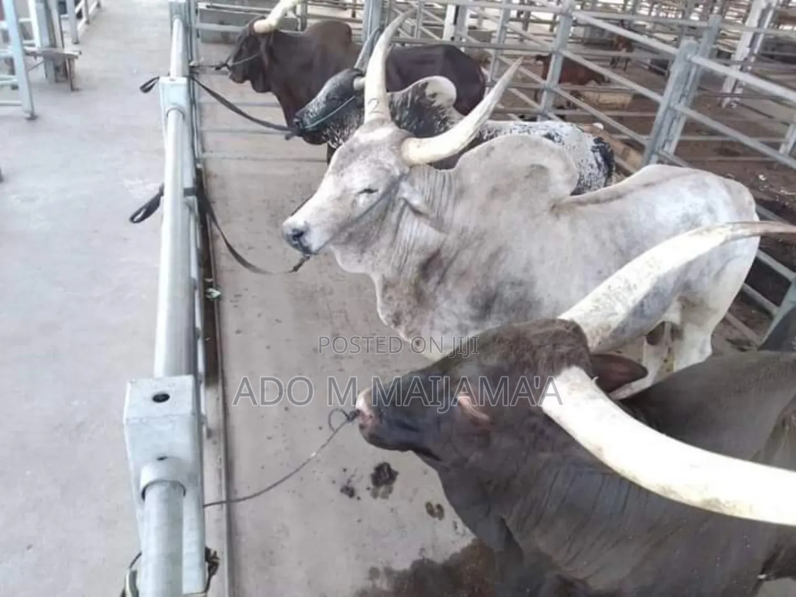 Gigantic Cows