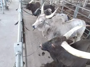 Gigantic Cows