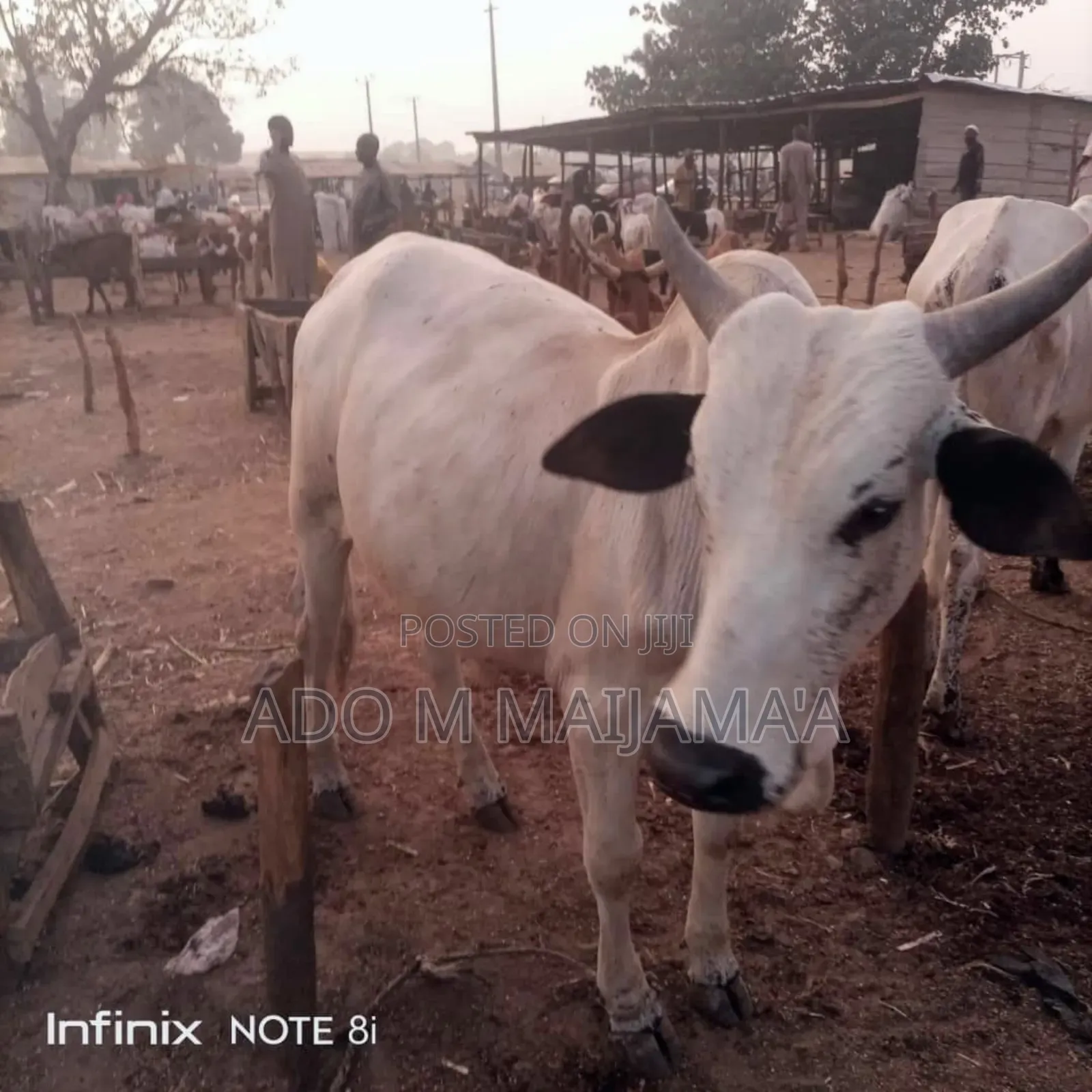 Gigantic Cows