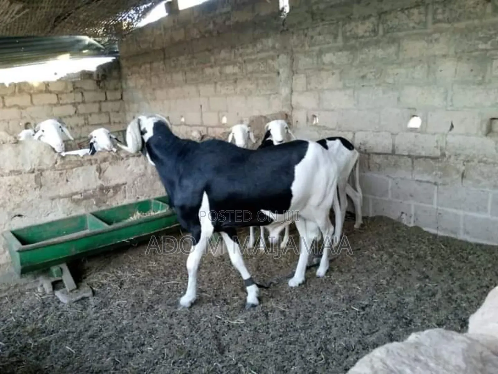 Gigantic Cows