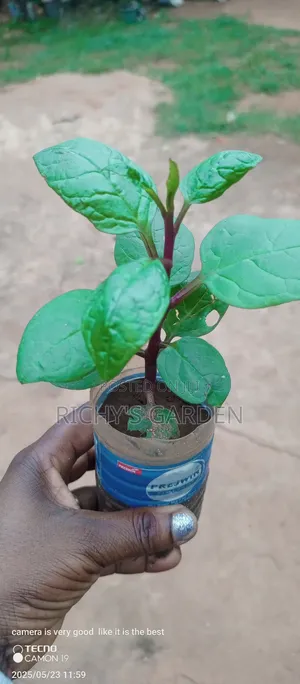 Purple Spinach