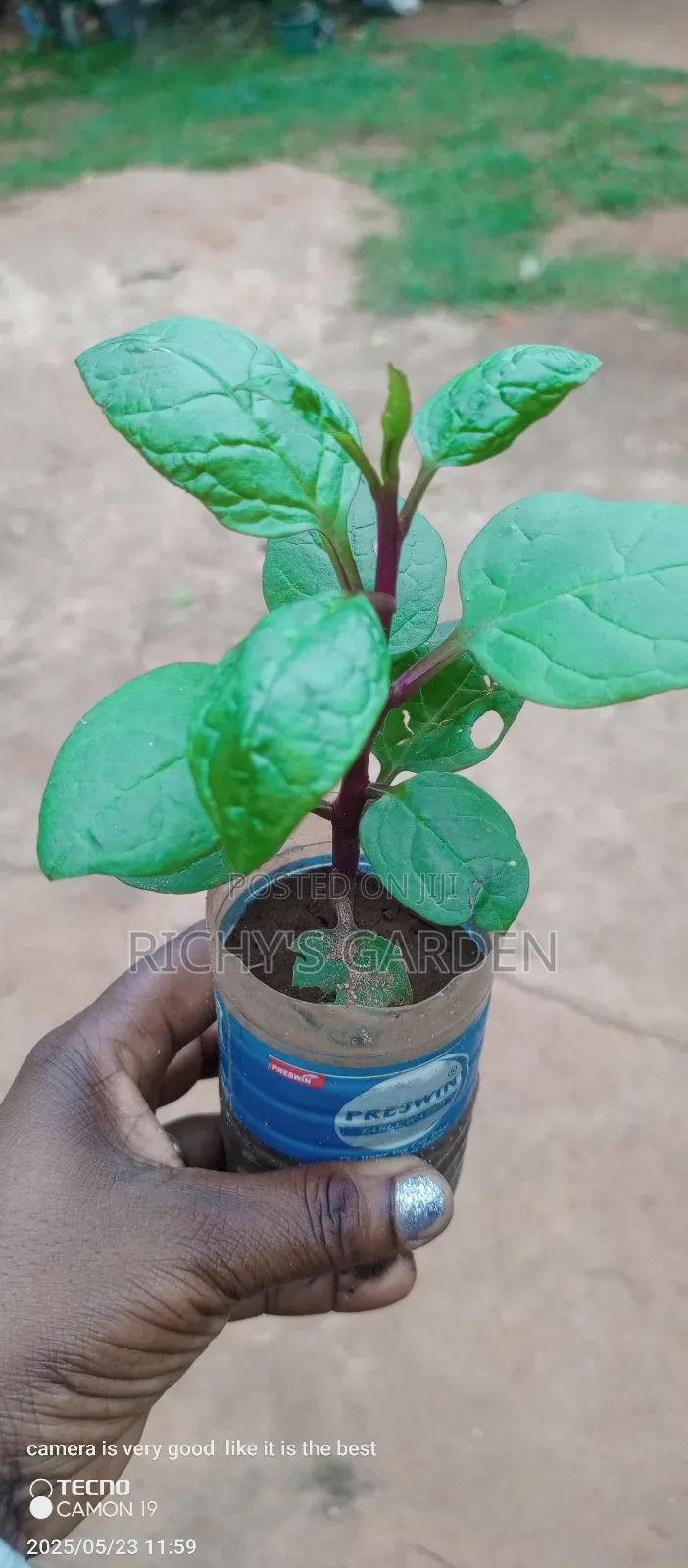 Purple Spinach
