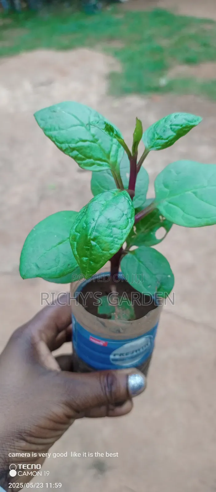 Purple Spinach