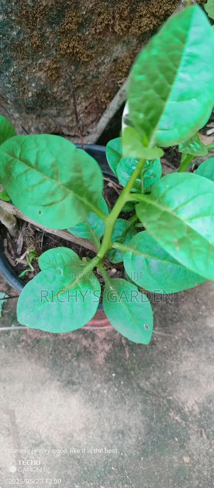 Green Spinach