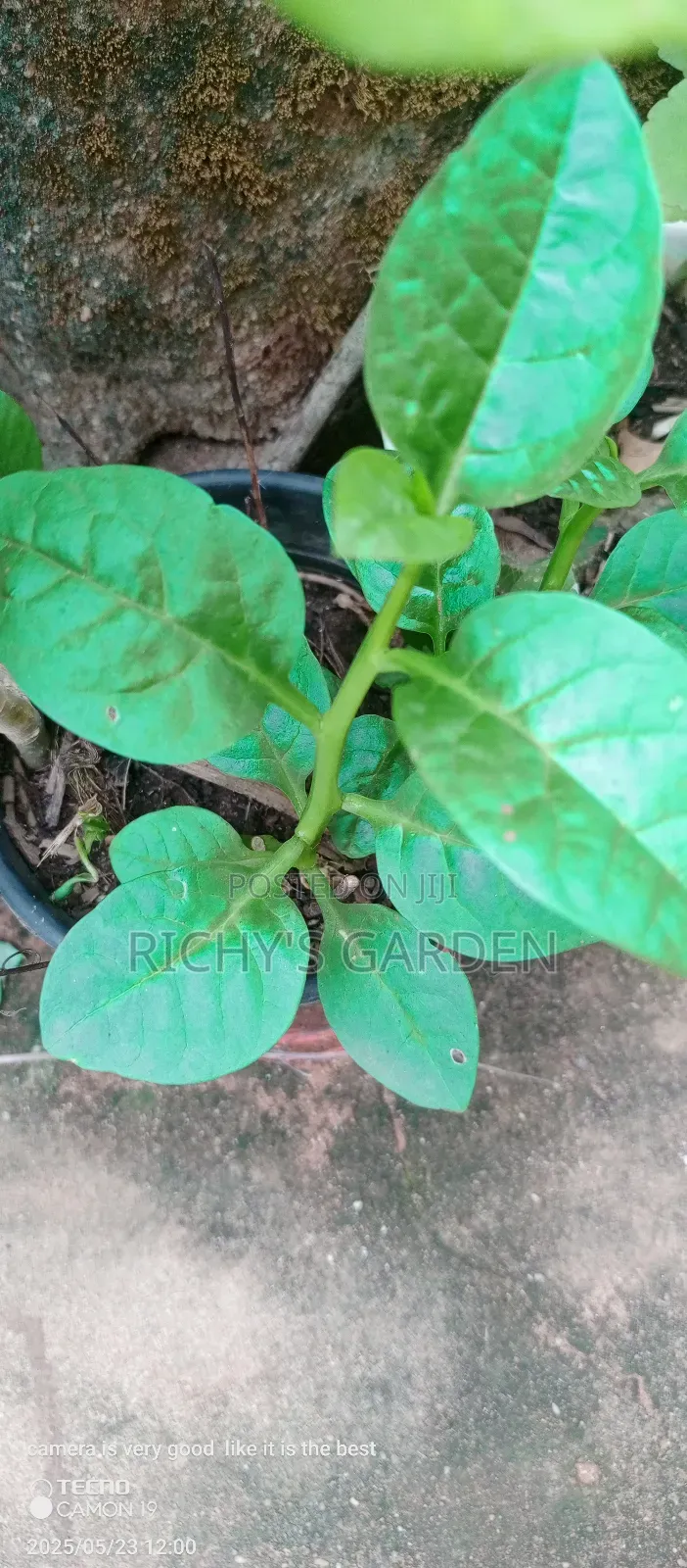 Green Spinach