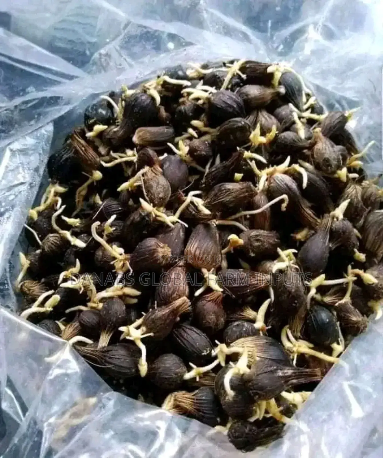 Tenera Sprouted Nut