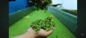 Premium Azolla, Natural Feed Supplement (1kg) `