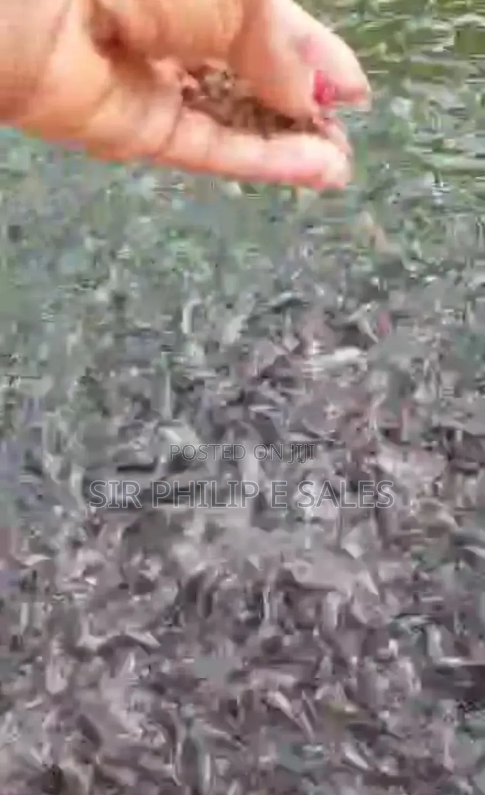 Fresh Water Fish (Cat Fish)