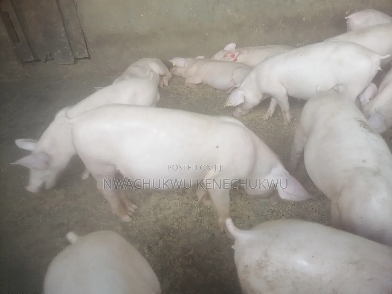 Foreign Pigs, Piglets