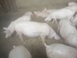Foreign Pigs, Piglets