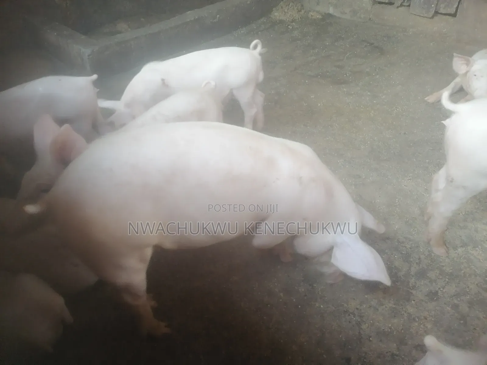 Foreign Pigs, Piglets
