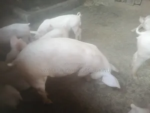 Foreign Pigs, Piglets