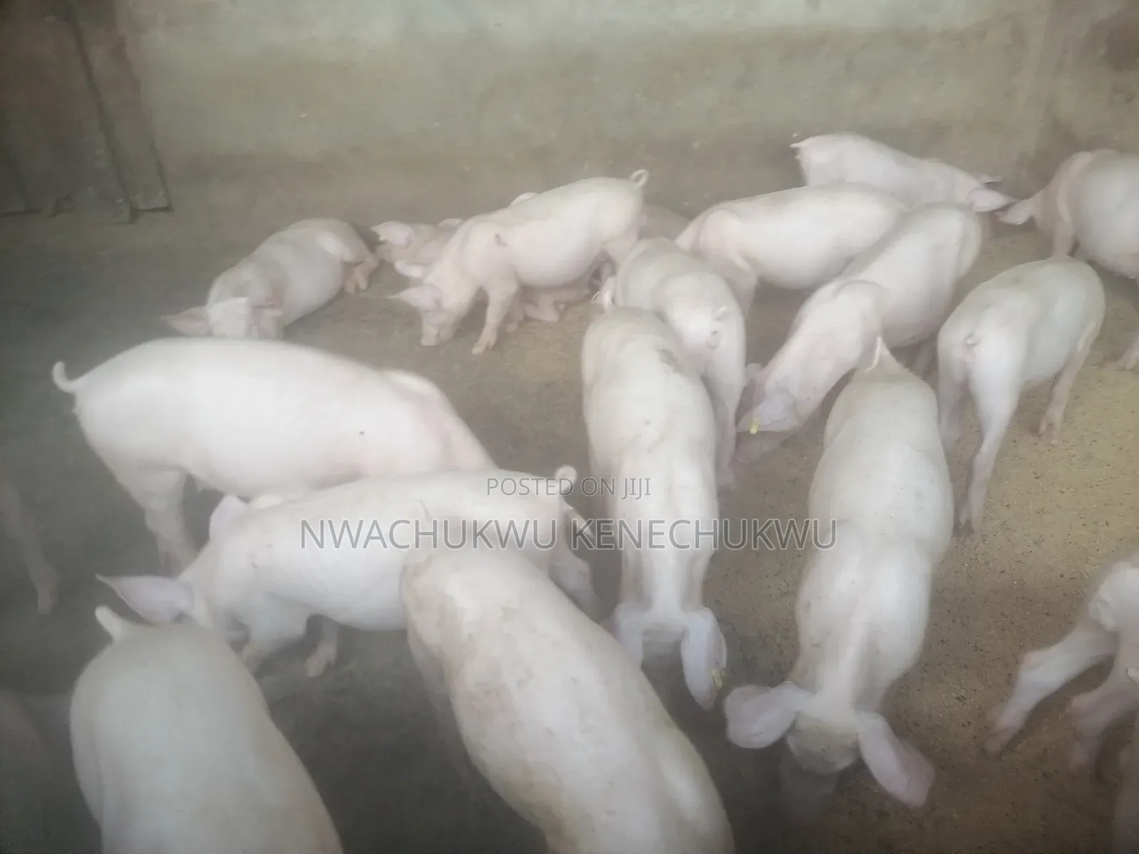 Foreign Pigs, Piglets