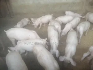 Foreign Pigs, Piglets