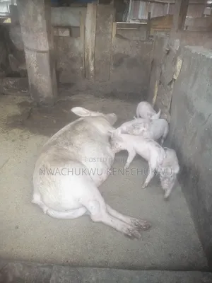 Foreign Pigs, Piglets
