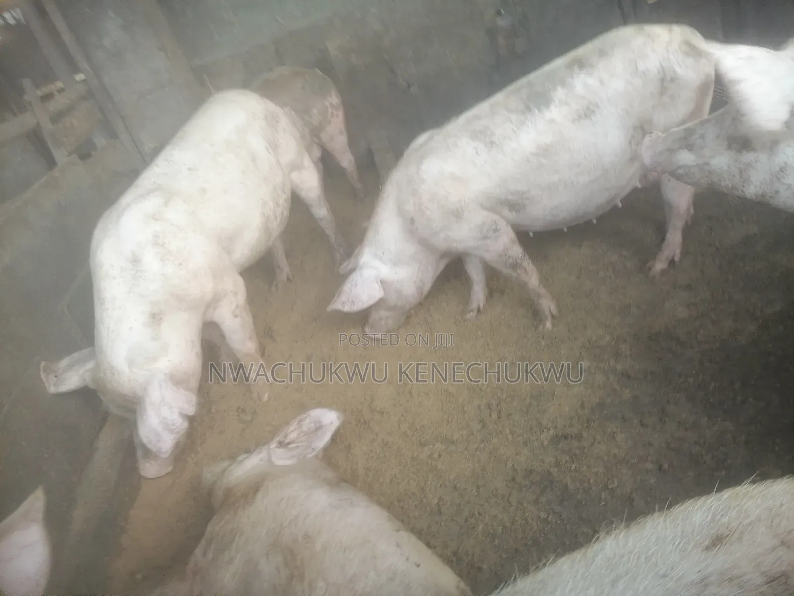 Foreign Pigs, Piglets