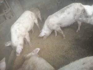 Foreign Pigs, Piglets