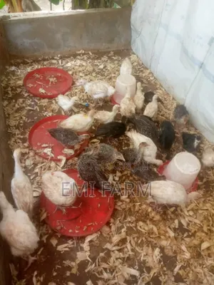 2weeks Crossbreed Foreign Turkey and Local Turkey for Sale