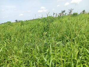 Old Ikoyi Plots 4 Sale Updated List