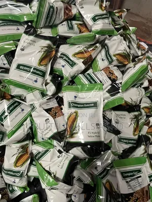 Champion Gold 68 Maize Seed
