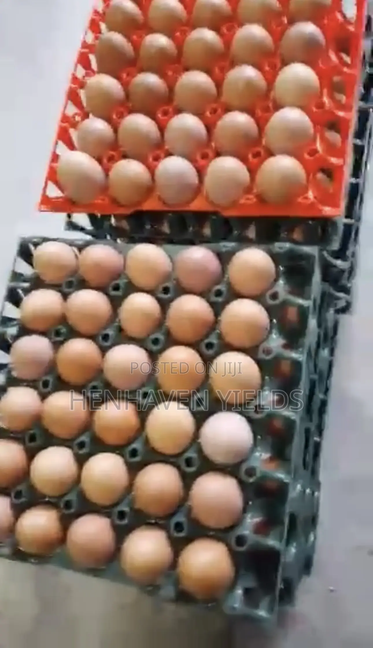 Quality Freshly Laid Farm Fresh Eggs