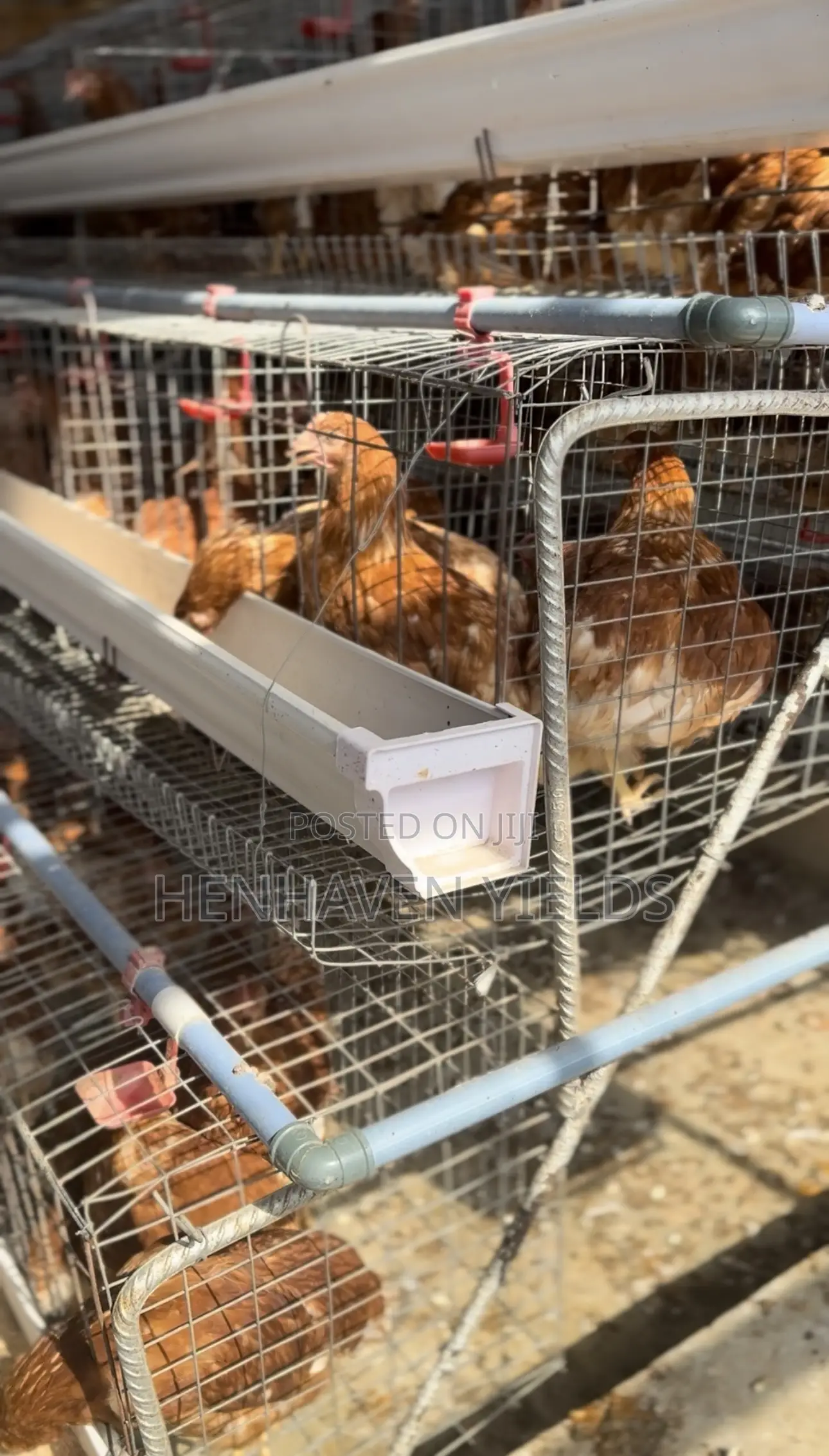 Quality Freshly Laid Farm Fresh Eggs