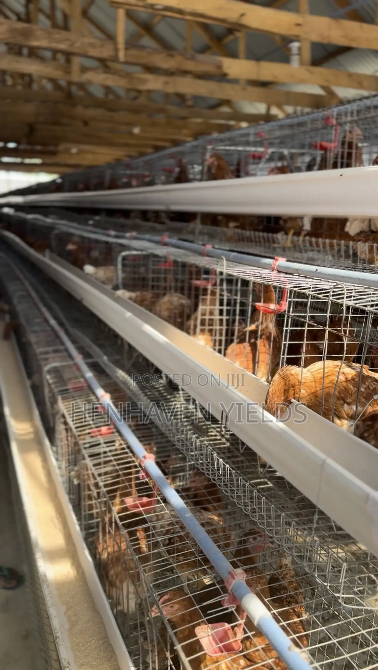 Quality Freshly Laid Farm Fresh Eggs