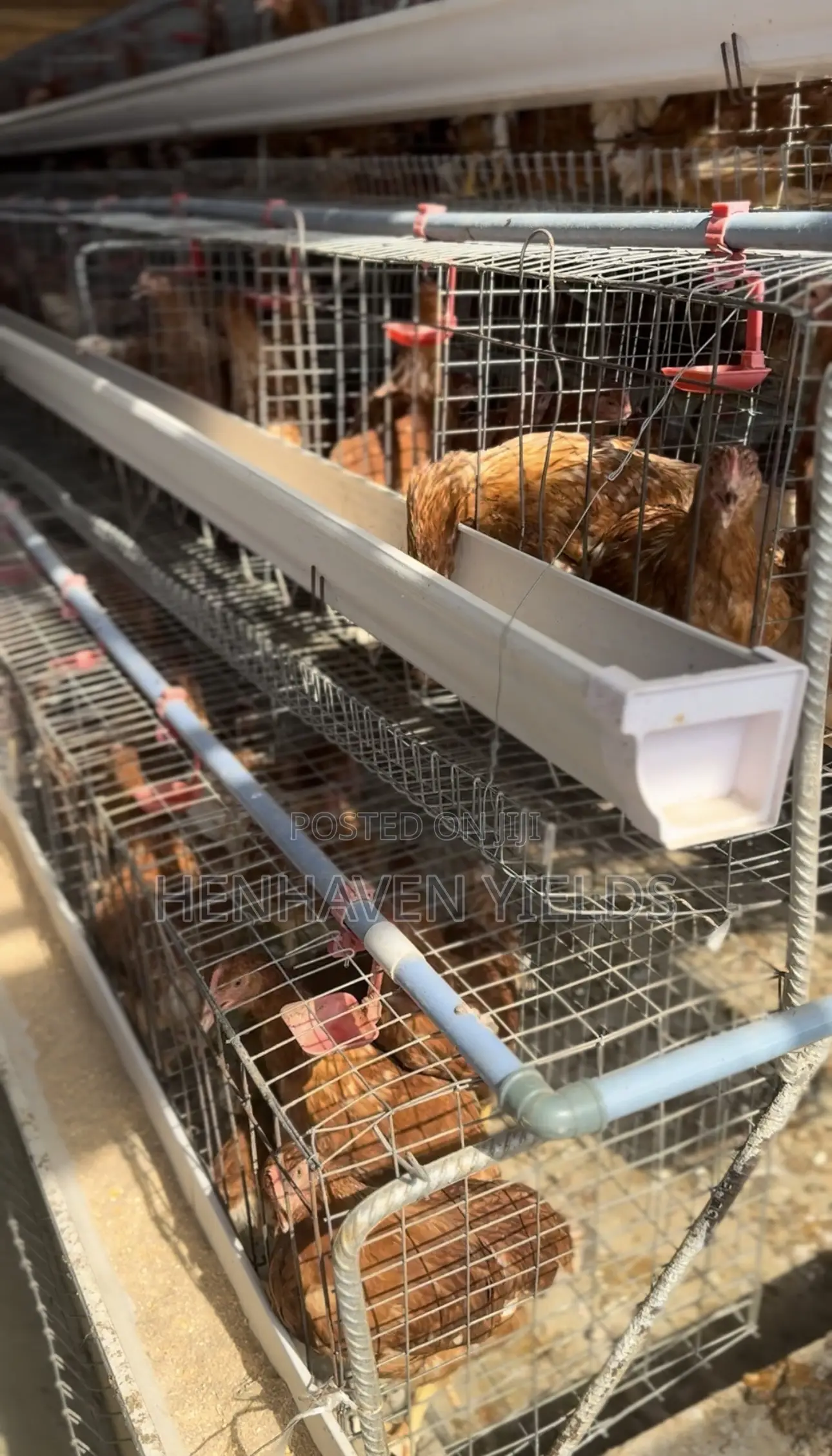 Quality Freshly Laid Farm Fresh Eggs
