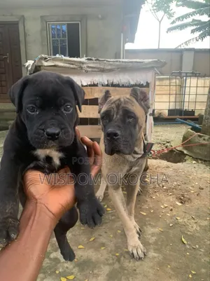 1-3 months Female Purebred Cane Corso
