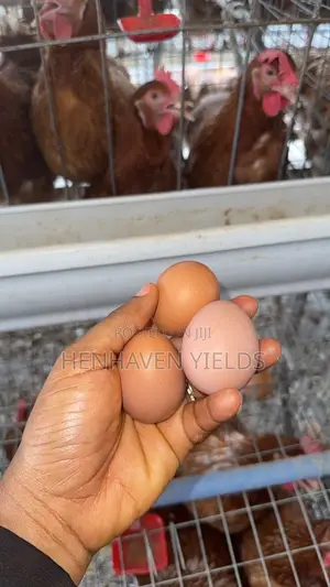 Quality Freshly Laid Farm Fresh Eggs