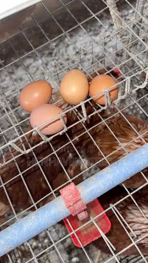 Quality Freshly Laid Farm Fresh Eggs