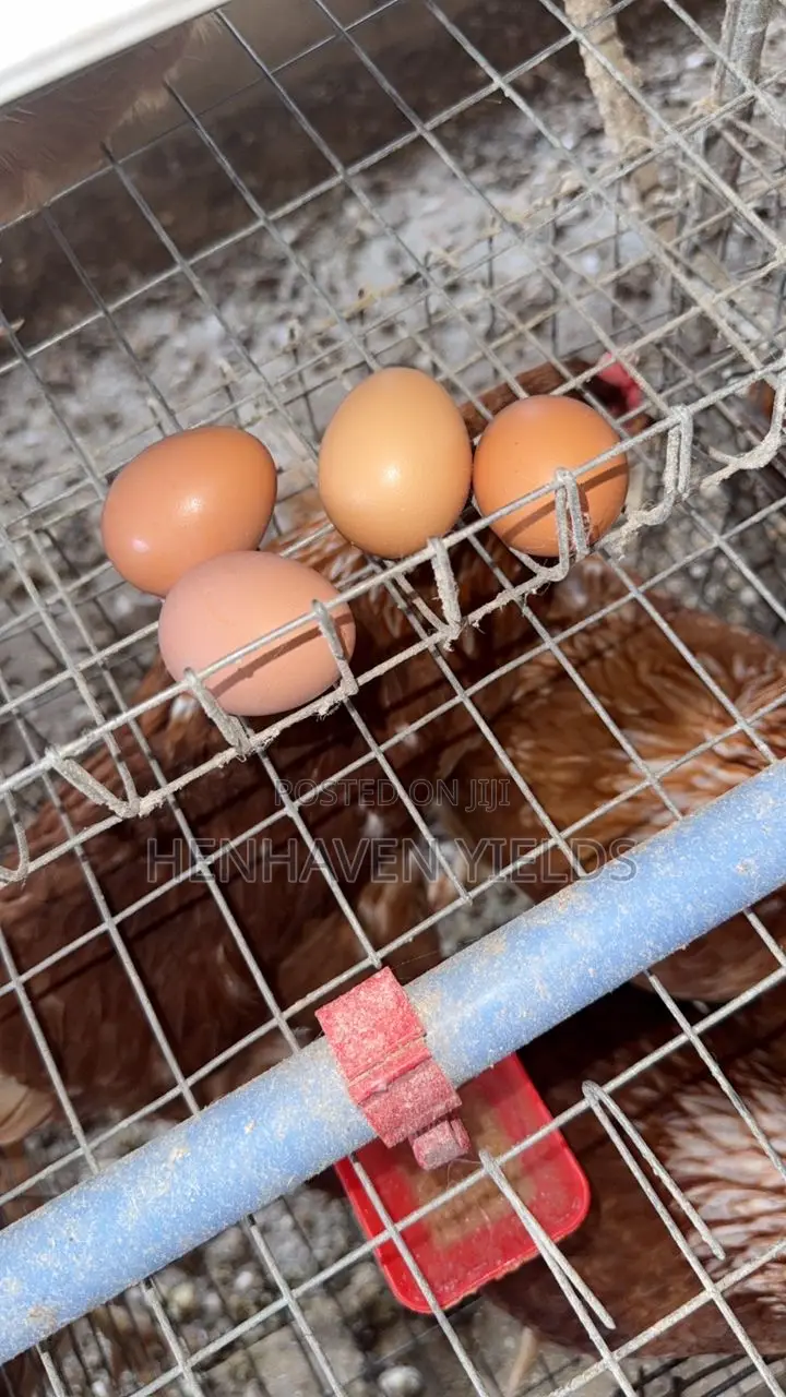 Quality Freshly Laid Farm Fresh Eggs